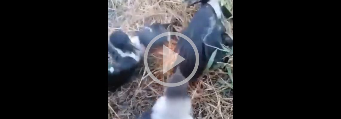 des corvidés éteignent un incendie