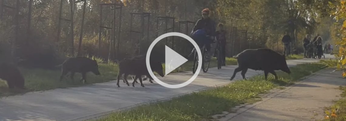 des cyclistes au milieu des sangliers