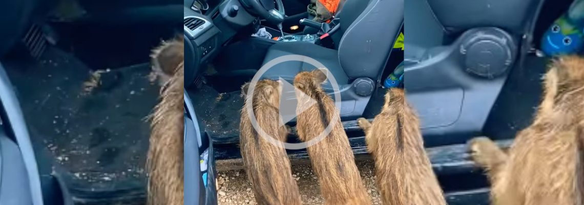 des marcassins curieux approchent l'intérieur d'une voiture