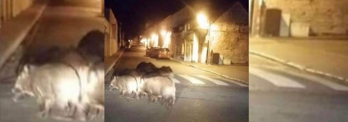 des sangliers dans abbeville