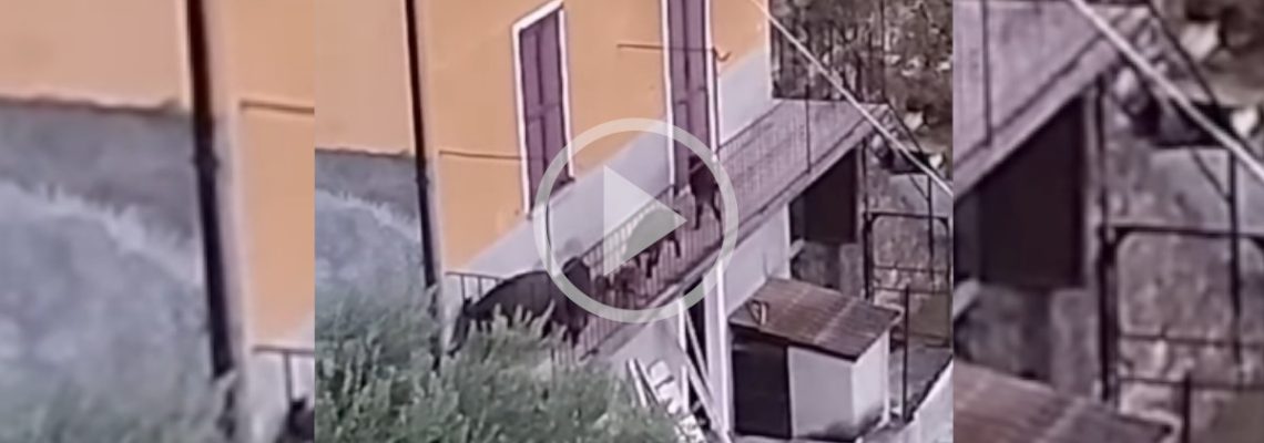 des sangliers envahissent une terrasse