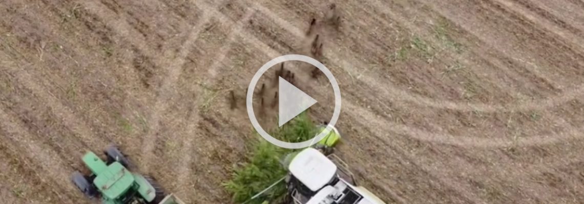 des sangliers fuient devant une ensileuse vu de drone
