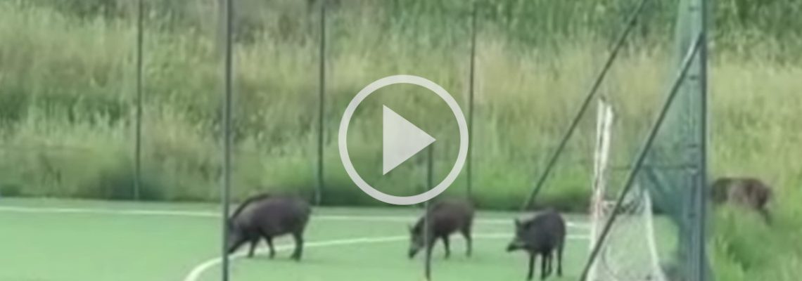 des sangliers sur un terrain de sport