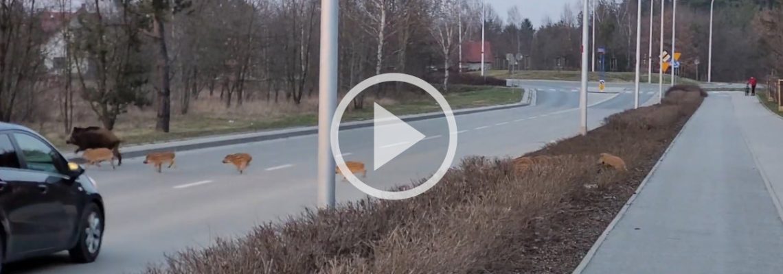 des sangliers traversent juste devant une voiture