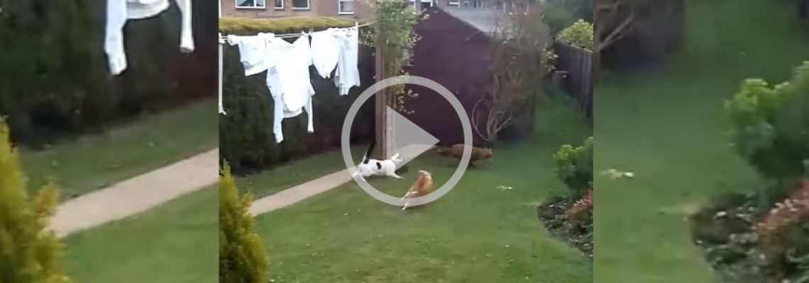 deux chats poursuivent un renard dans un jardin
