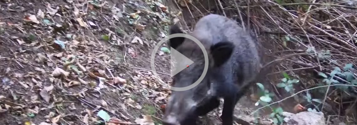 deux tirs à courte distance sur deux sangliers