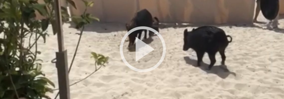 dix sangliers sur la plage Tahiti à Ramatuelle dans le Var