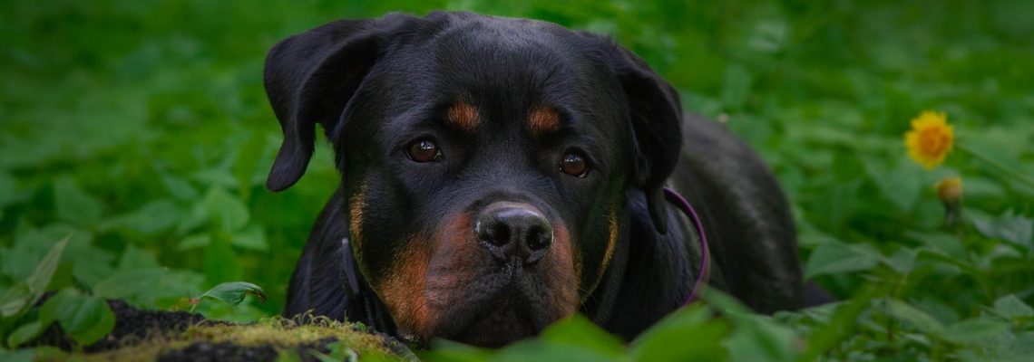 Rottweiler attaqué par un loup