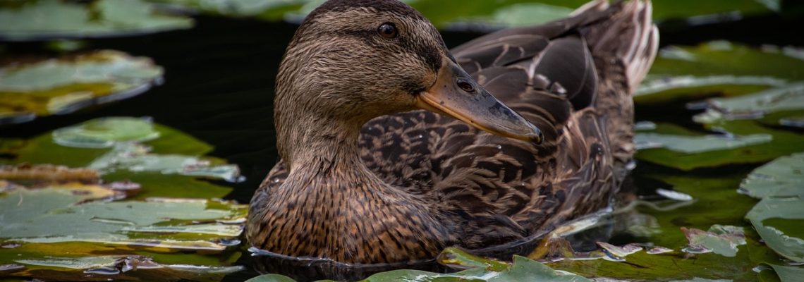 grippe aviaire en vendée