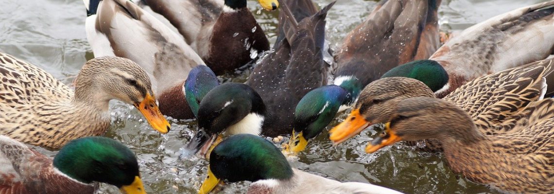 ducks-5784691_1280