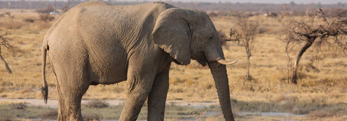 elephant