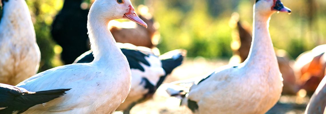 elevage-canard-grippe-aviaire