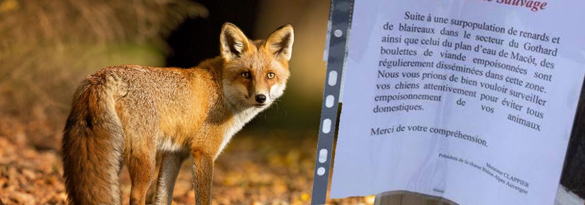 fausse-affiche-poison-renard-blaireau