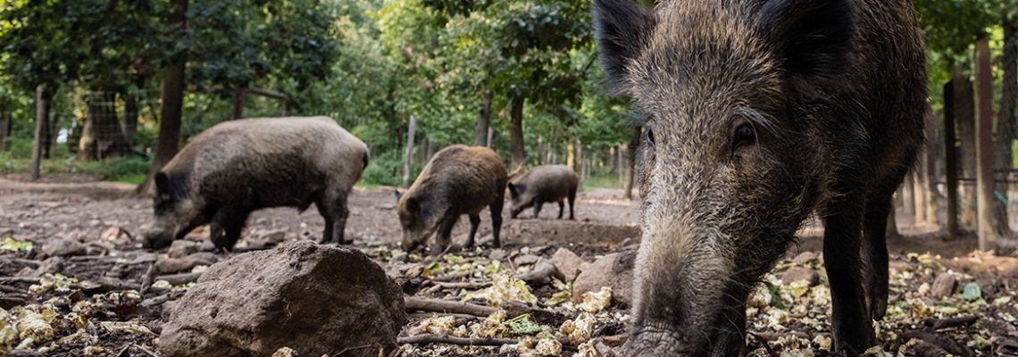 Gard : fin de l’agrainage du sanglier