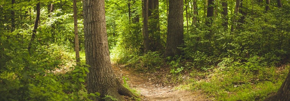 sentier en foret