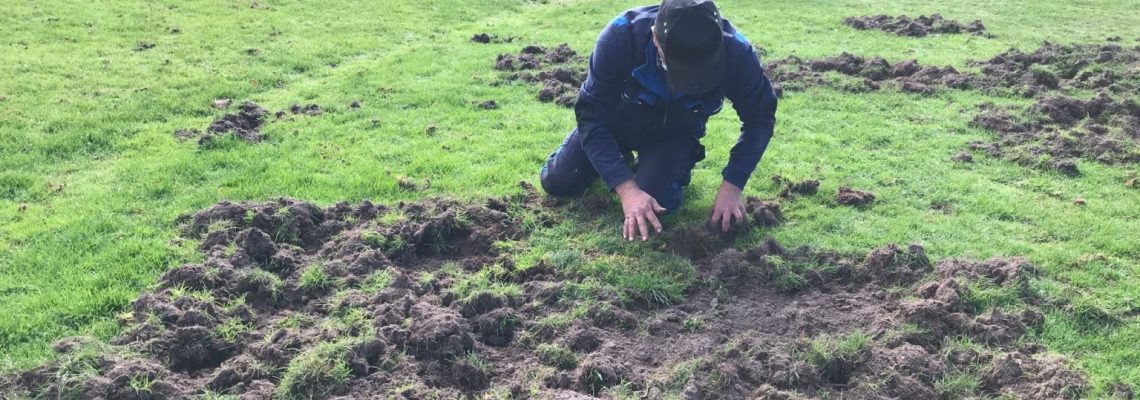 Golf Mont-de-Marsan ravagé par les sangliers.