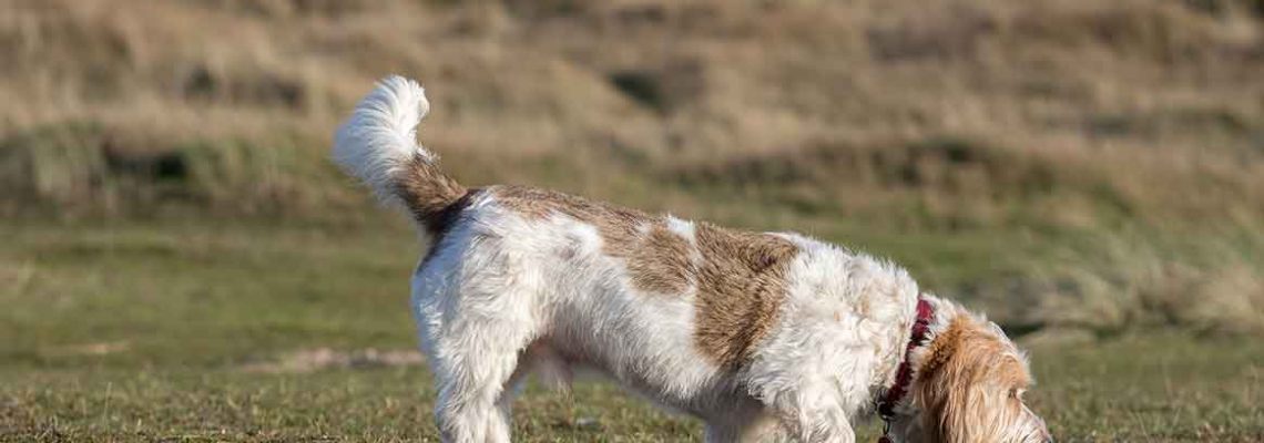 grand-basset-griffon-vendeen
