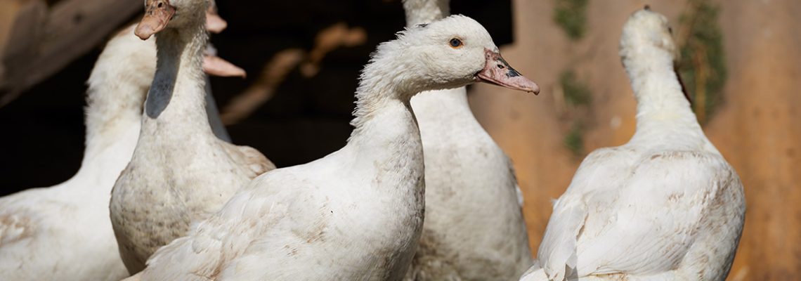 grippe-aviaire-sologne-canards