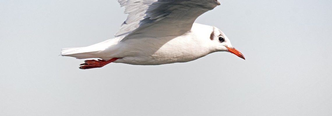 mouette rieuse