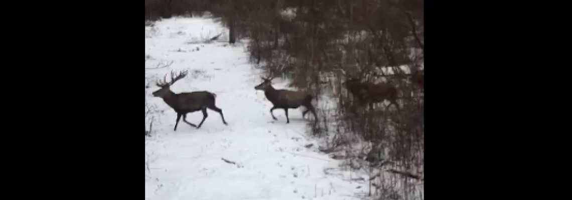harde-cerfs-coiffes