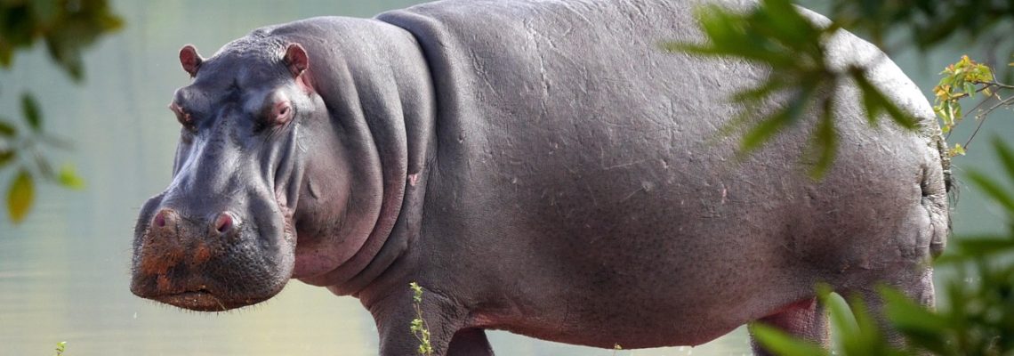 Interdiction des trophées de chasse