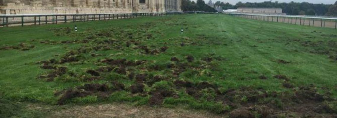 Les sangliers on ravagés la piste en herbe de l'hippodrome de chantilly