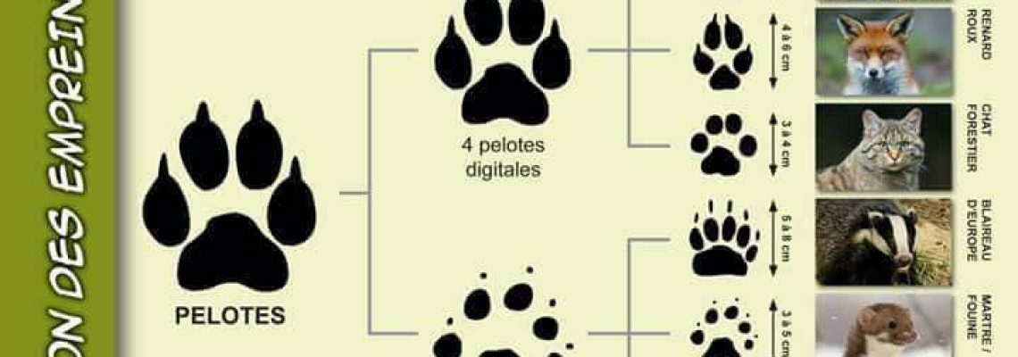 Empreintes chats & chiens - Livres sur les Animaux