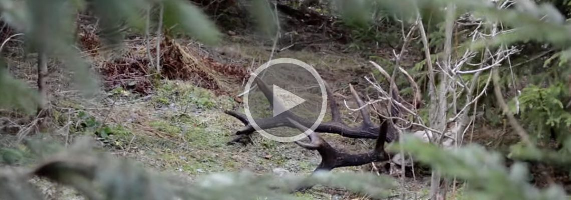 il découvre de magnifiques bois de cerfs