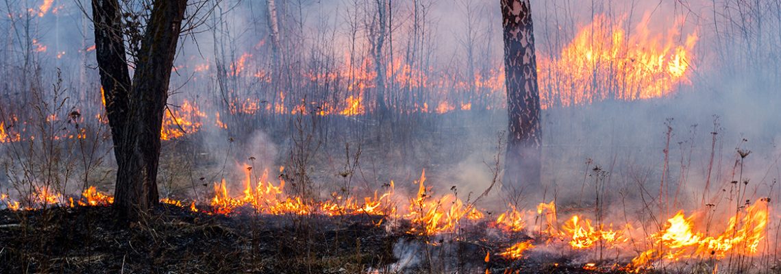 incendie-degats-gibier-faune