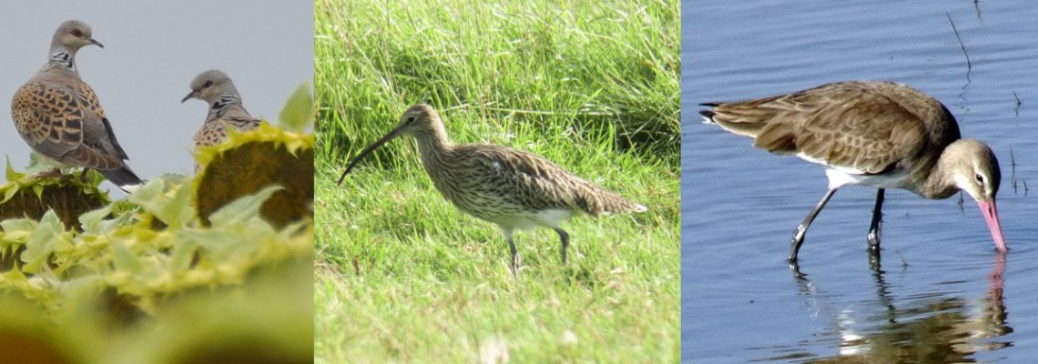 interdiction de la chasse courlis, barge et tourterelle des bois