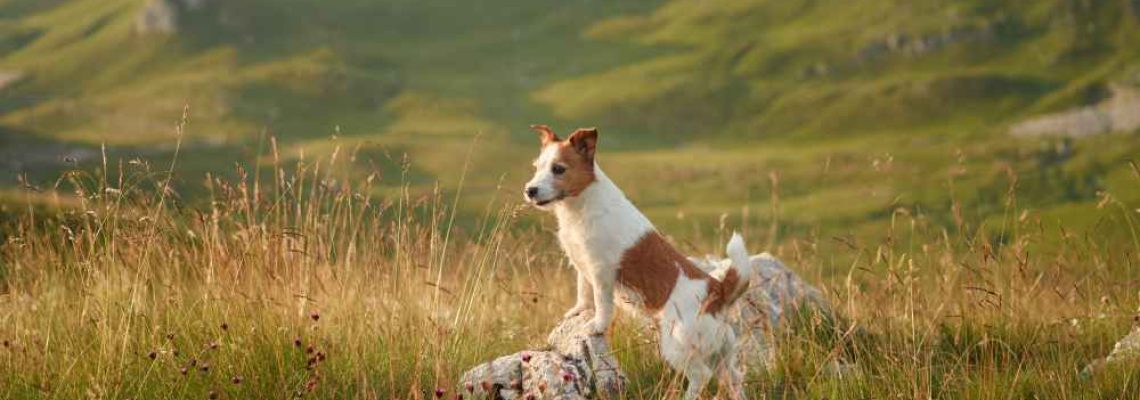 jack-russel