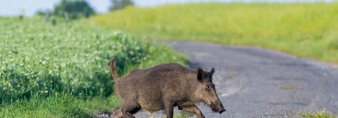 joggeuse-sanglier-vitre