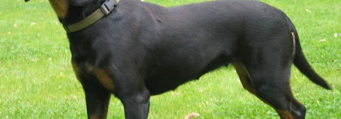 kopov-chien-slovaque
