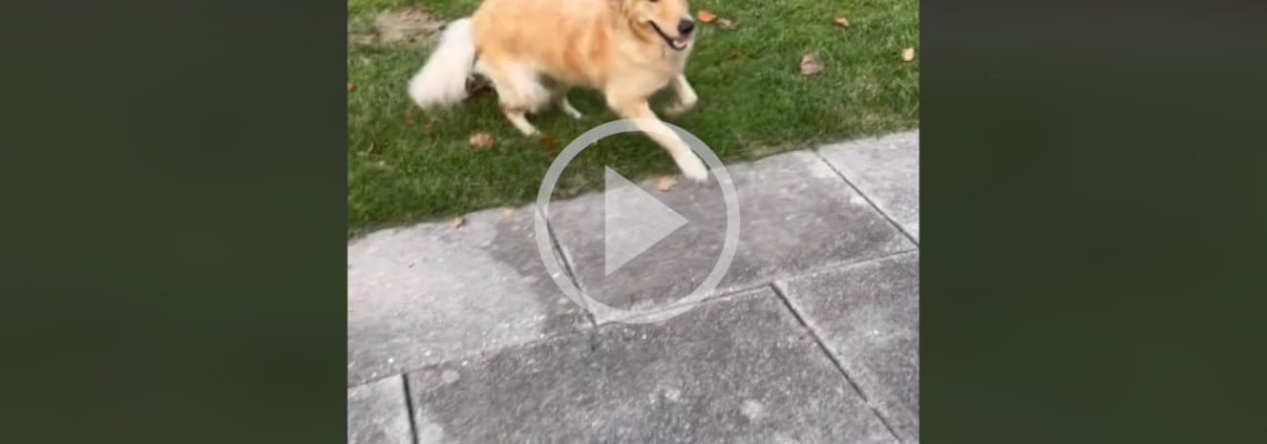 la joie d'un golden retriever qui découvre son jardin
