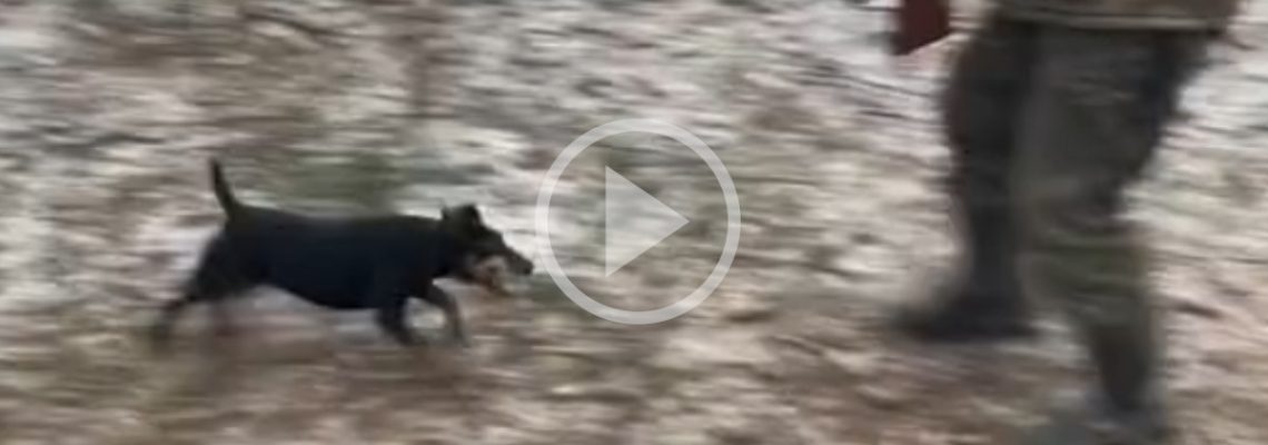 la réaction étonnante d'un chien à la chasse