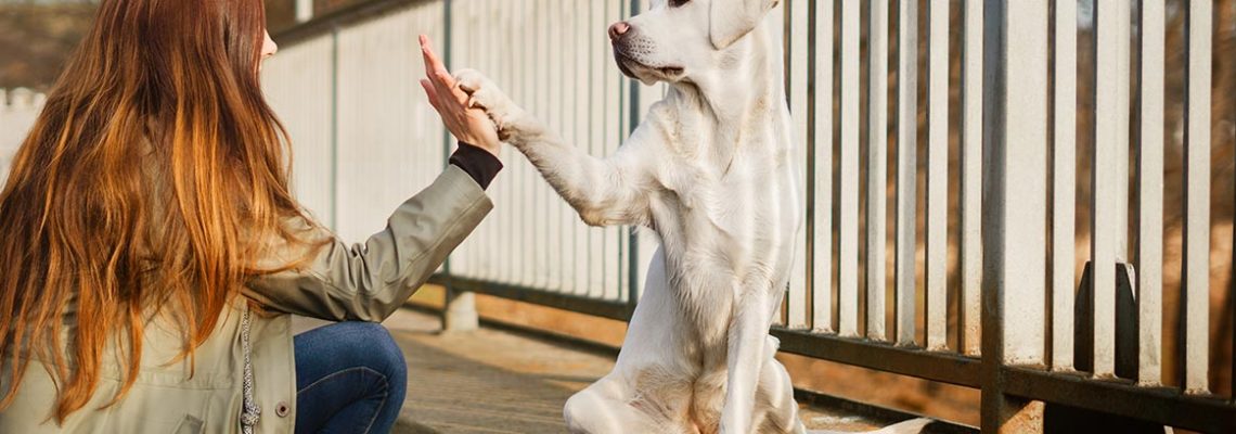labrador-check
