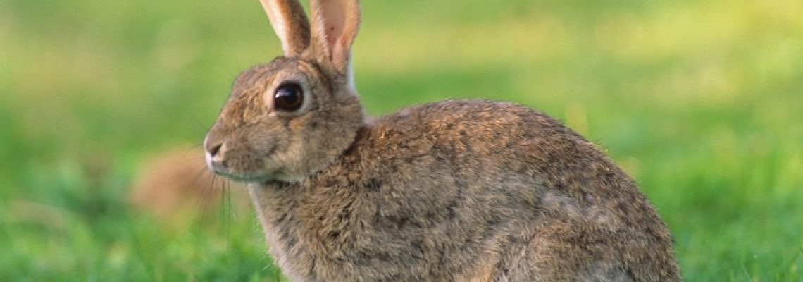 lapin-garenne