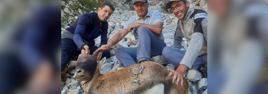 le bouquetin avec les crampons d'alpiniste coincés dans la machoire a été sauvé