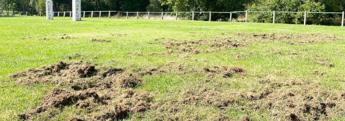 le terrain de Saint-Laurent-sur-Manoire ravagé par les sangliers