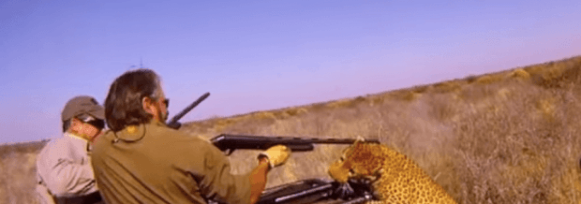 leopard-attacks-hunters