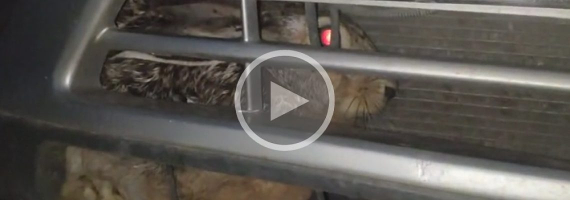 lièvre coincé dans une voiture vidéo