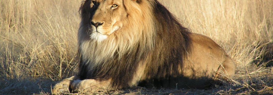 Un braconnier présumé dévoré par des lions