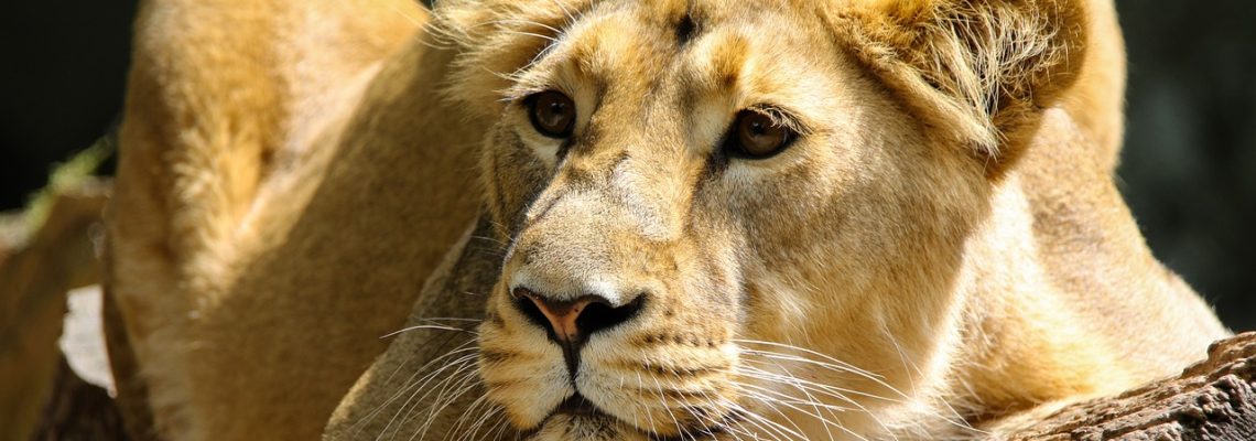 lion-g64a888da1_1280