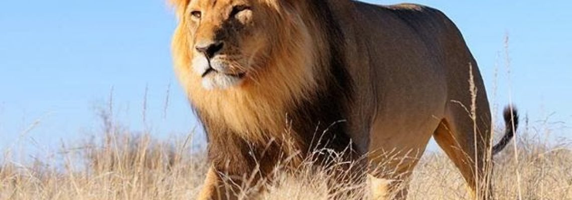 lion-zambie
