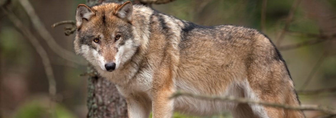 un homme condamné pour avoir tenté d'écraser un loup