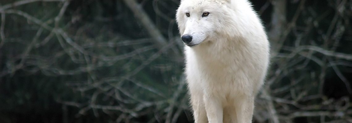 loup-blanc
