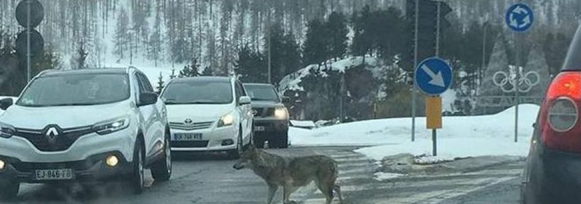 Un loup photographié au milieu d’un rond-point à quelques kilomètres de Briançon