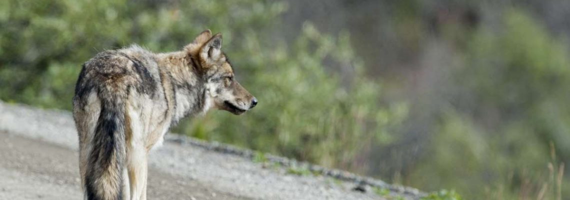 loup-chemin