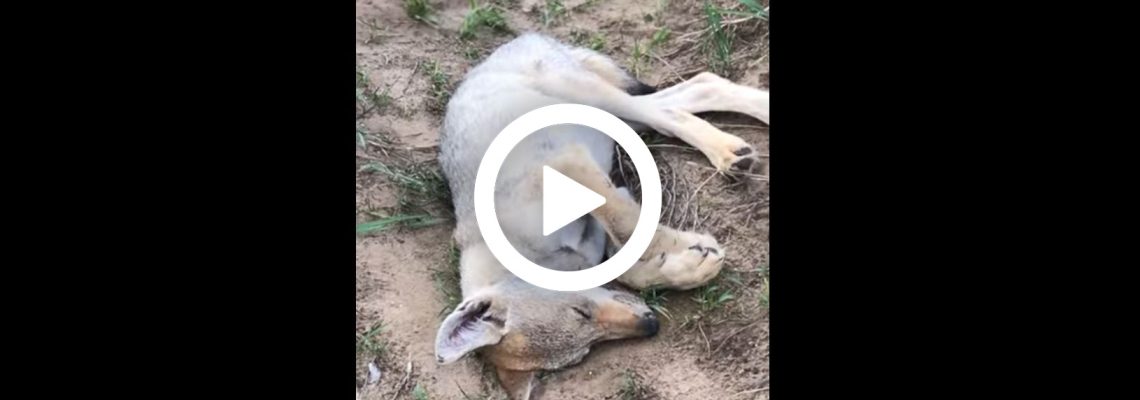 loup dort vidéo