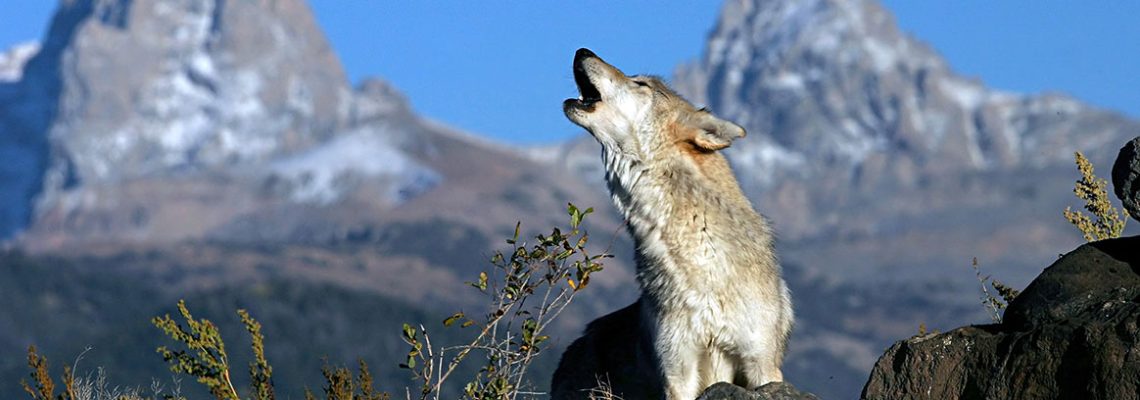 loup-montagne